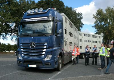 Amtstierarzt Dr. Ralf Conrath und seine Kollegin Kerstin Oelze begutachten ein mit 180 Schlachtschweinen beladenes Transportfahrzeug.